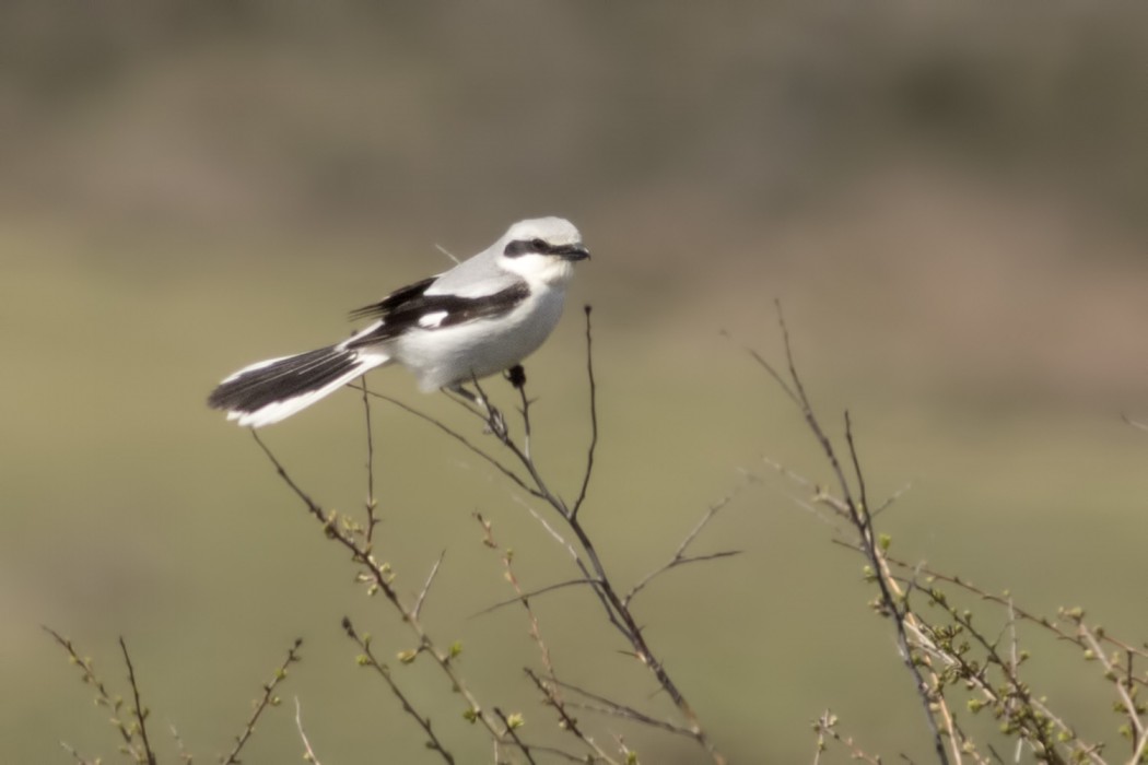 Great Grey Shrike