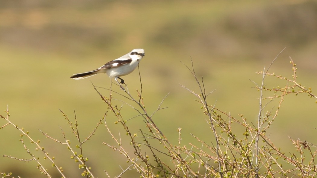 Great Grey Shrike