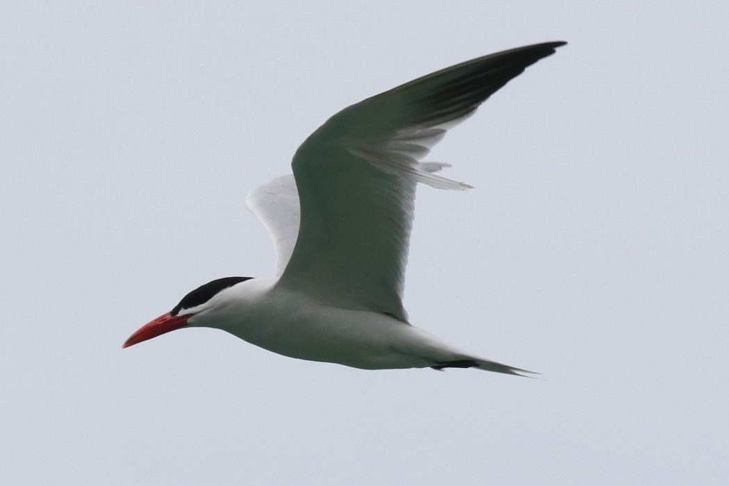 Caspian Tern