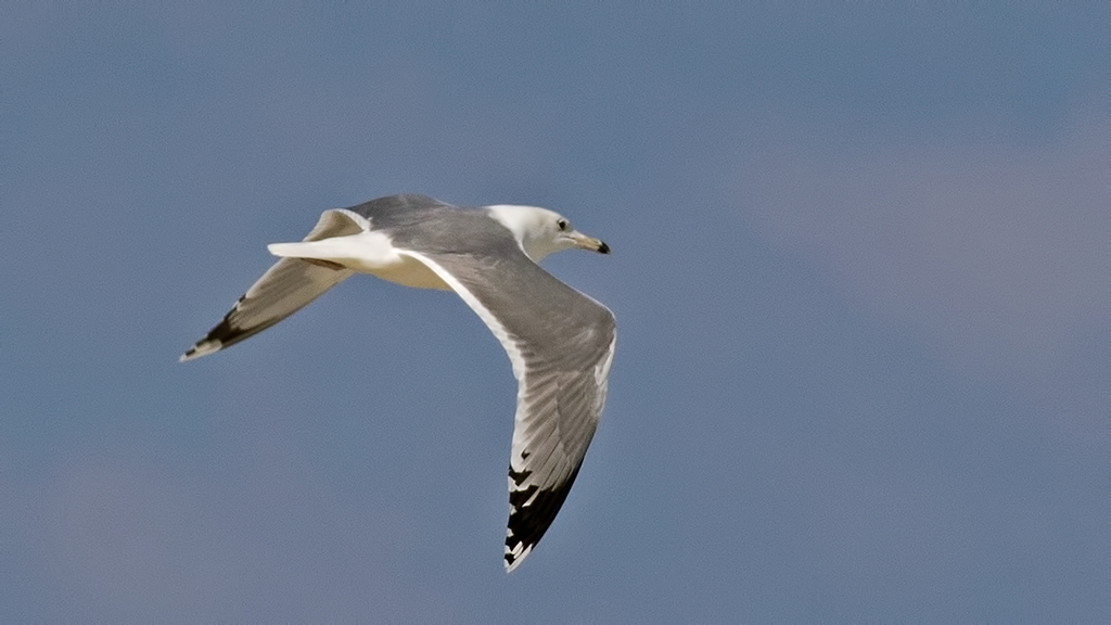 Caspian Gull