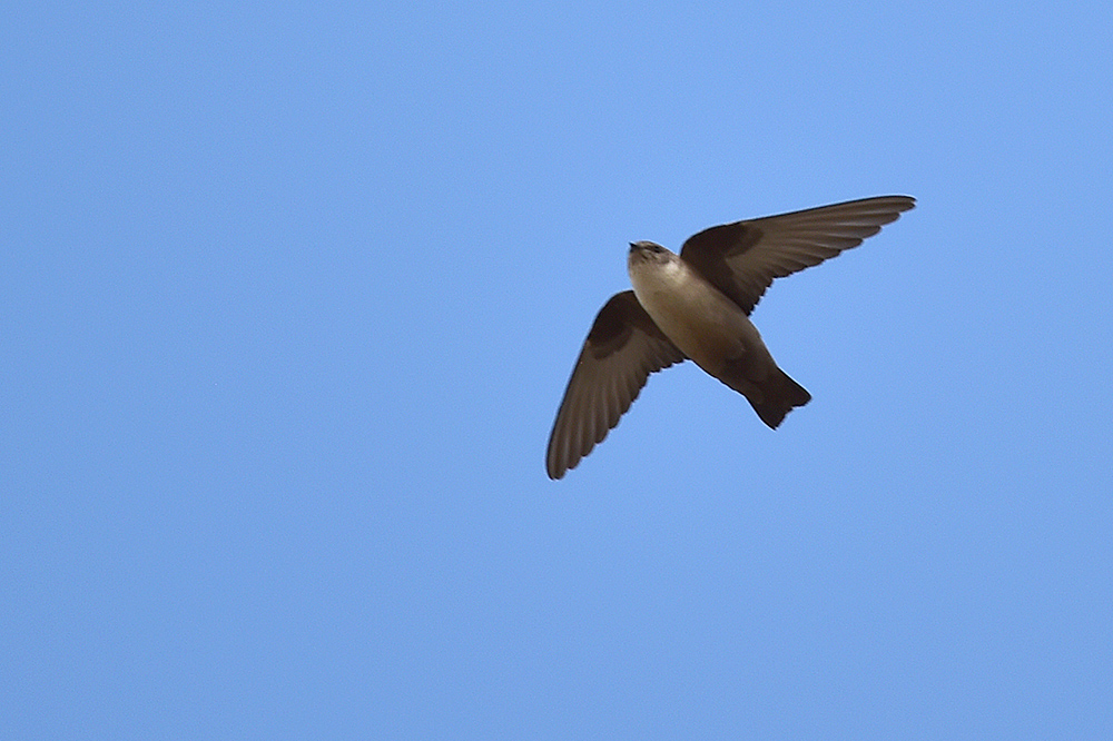 Eurasian Crag Martin