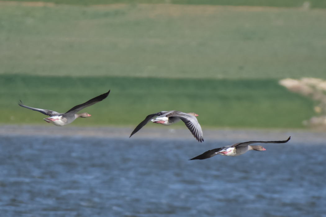 Greylag Goose