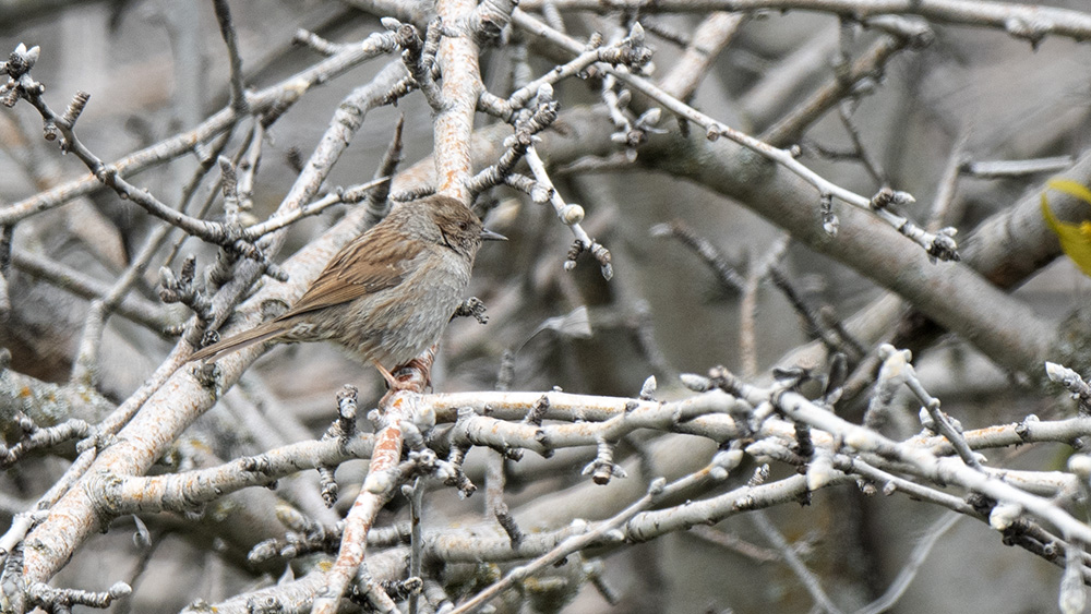 Dunnock
