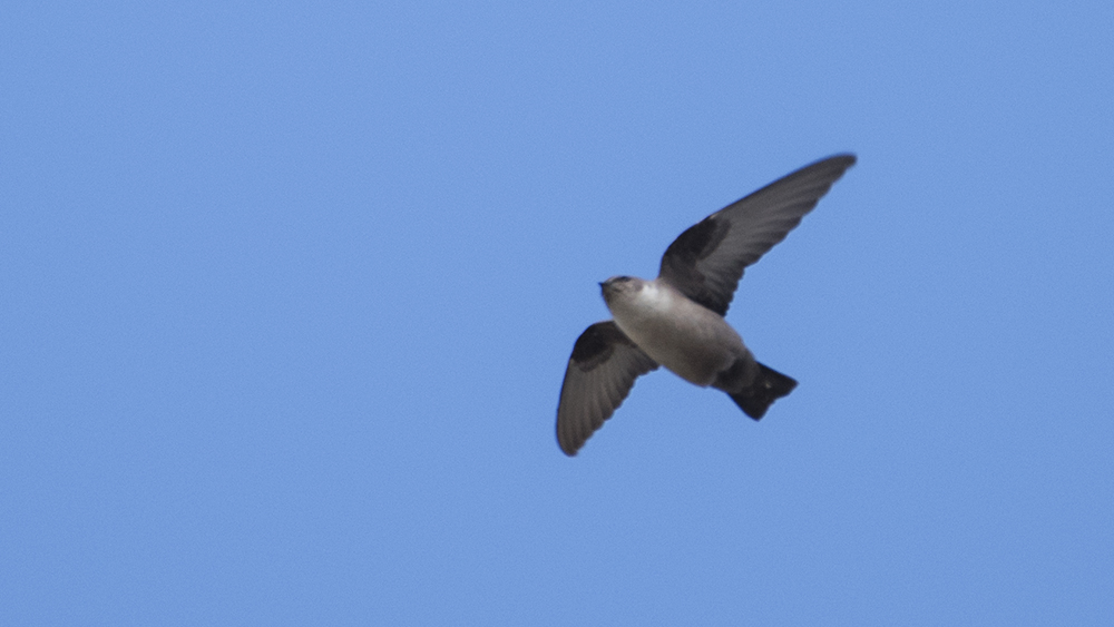 Eurasian Crag Martin
