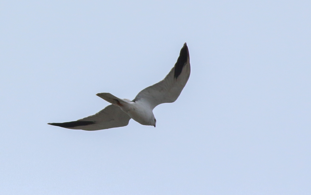 Pallid Harrier