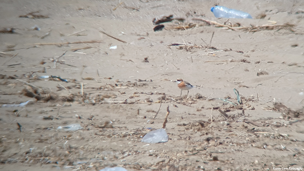 Greater Sand Plover