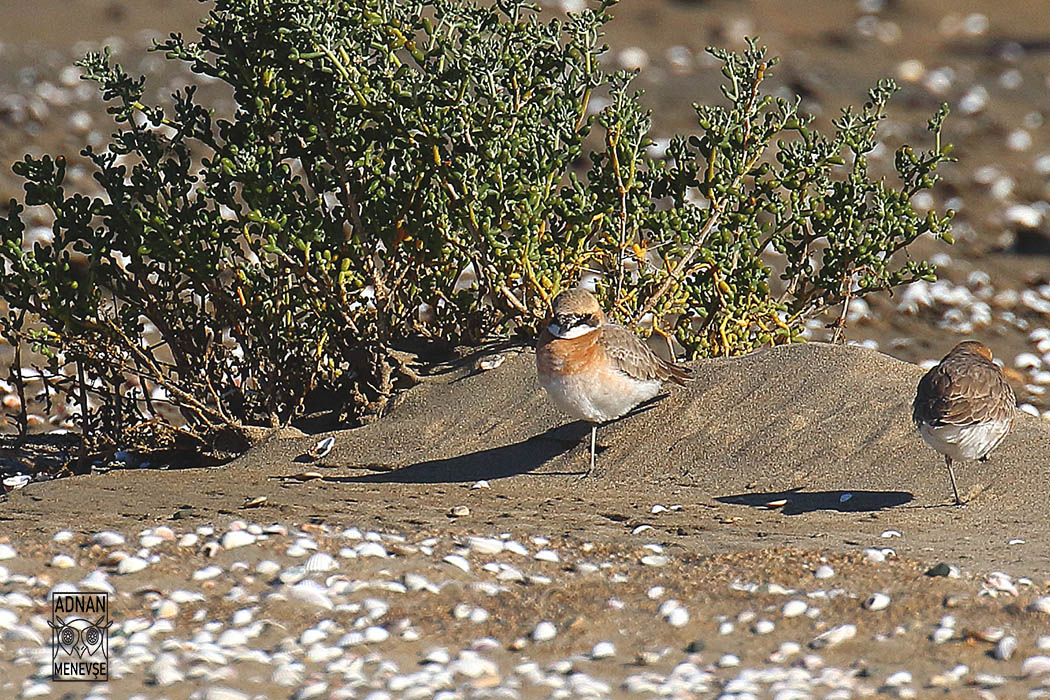 Greater Sand Plover