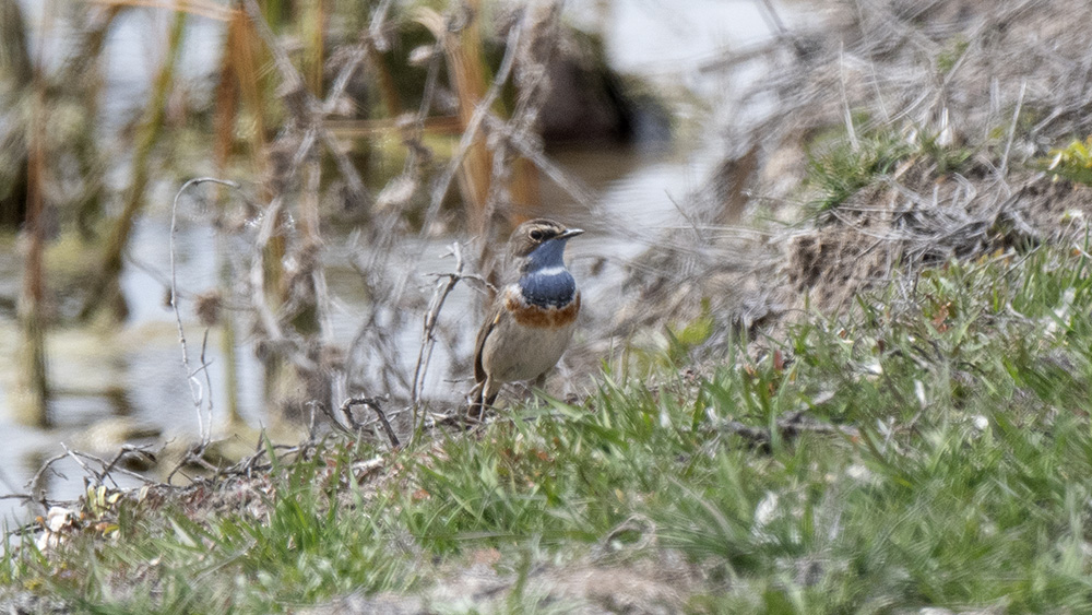 Mavigerdan