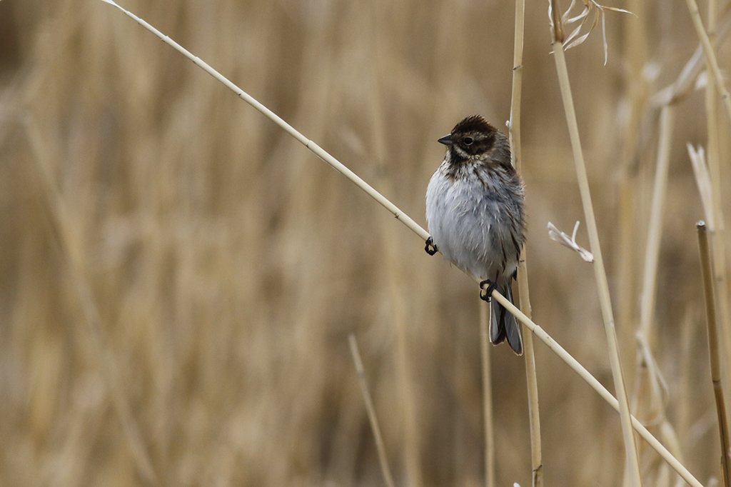 Common Reed Bunting