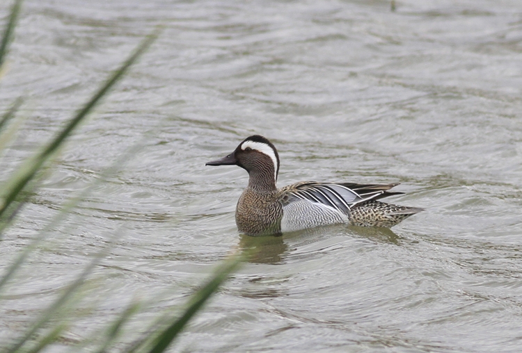 Garganey