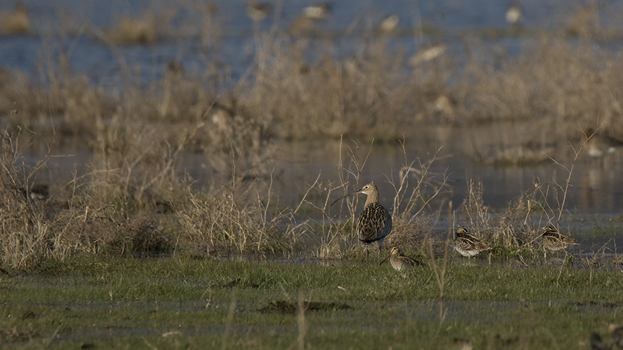 Eurasian Curlew