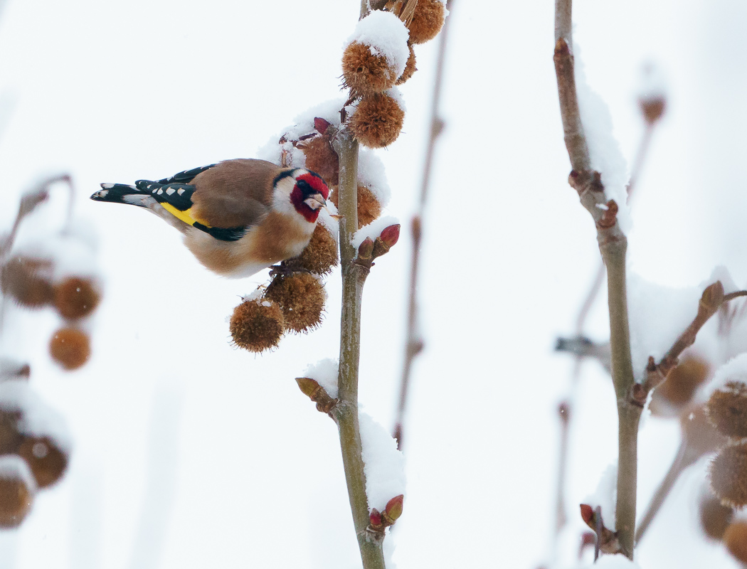 European Goldfinch