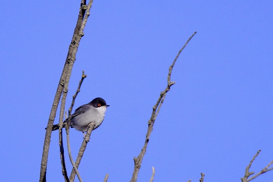 Sardinian Warbler