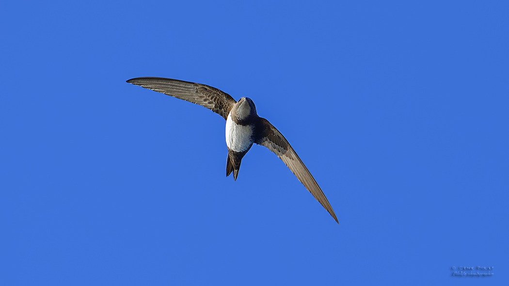 Alpine Swift