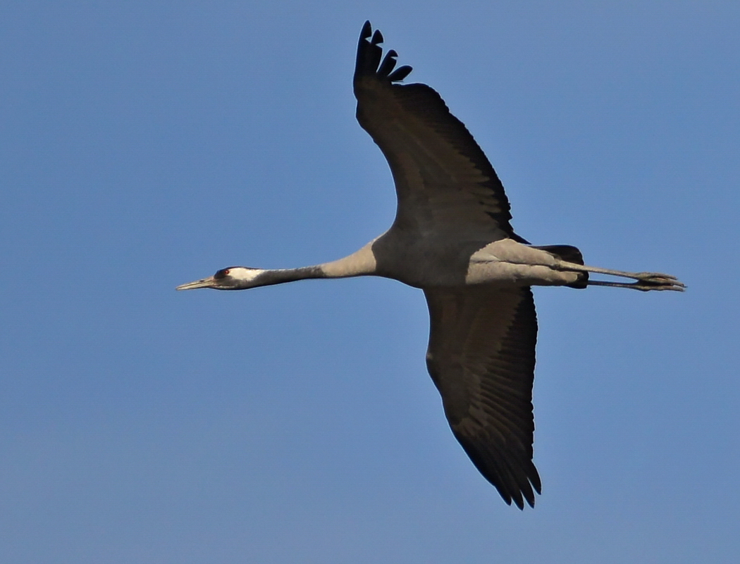 Common Crane