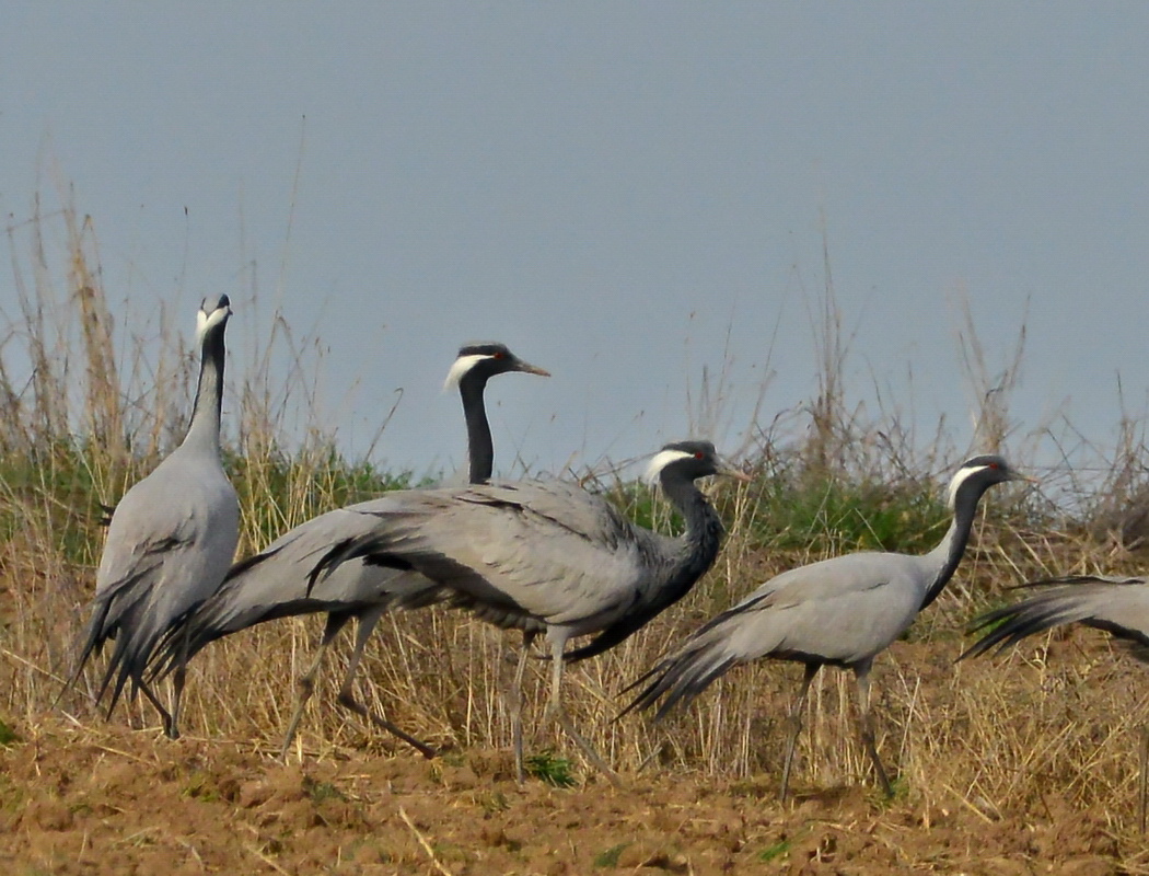 Demoiselle Crane