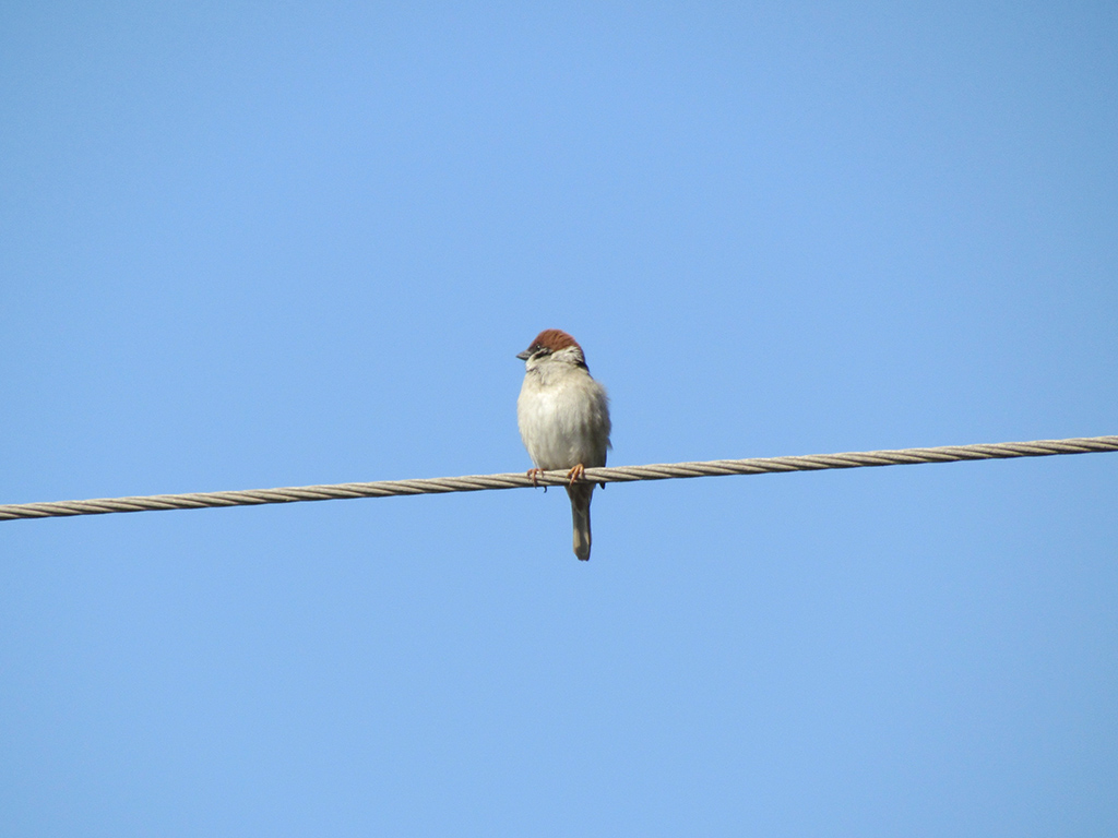 Eurasian Tree Sparrow