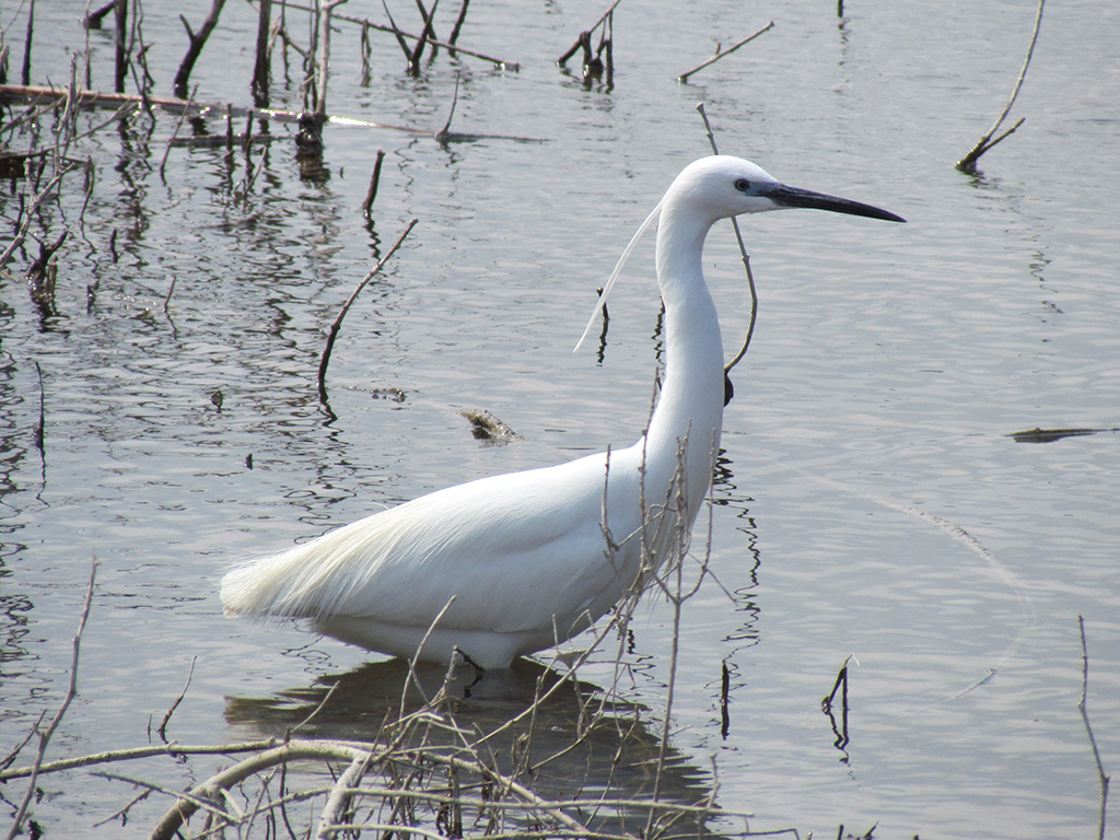 Little Egret