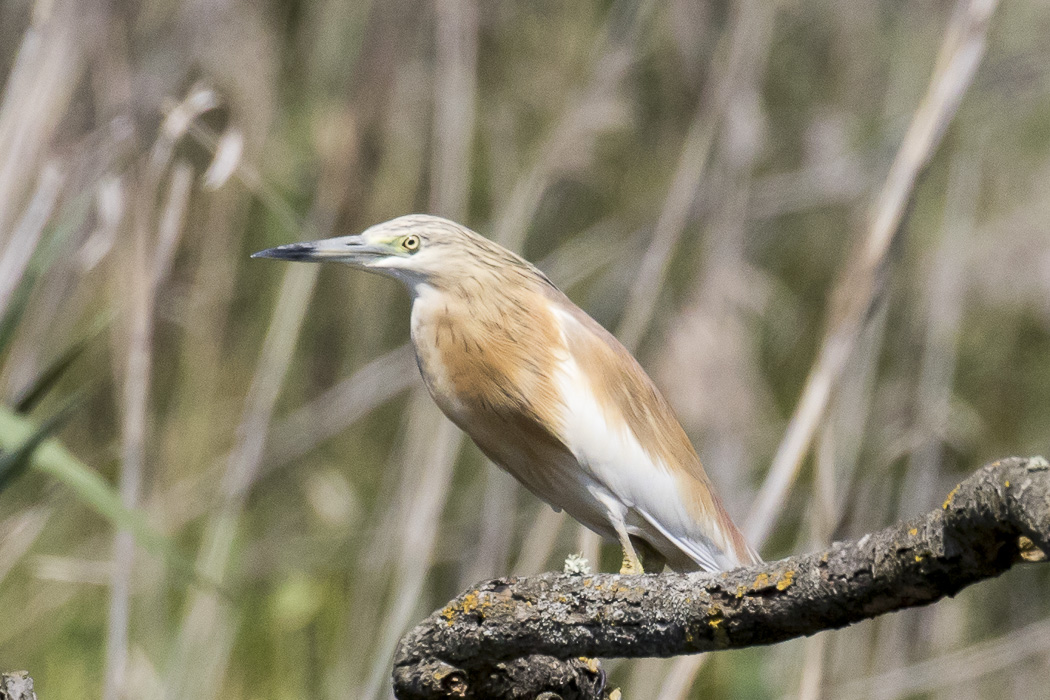 Squacco Heron