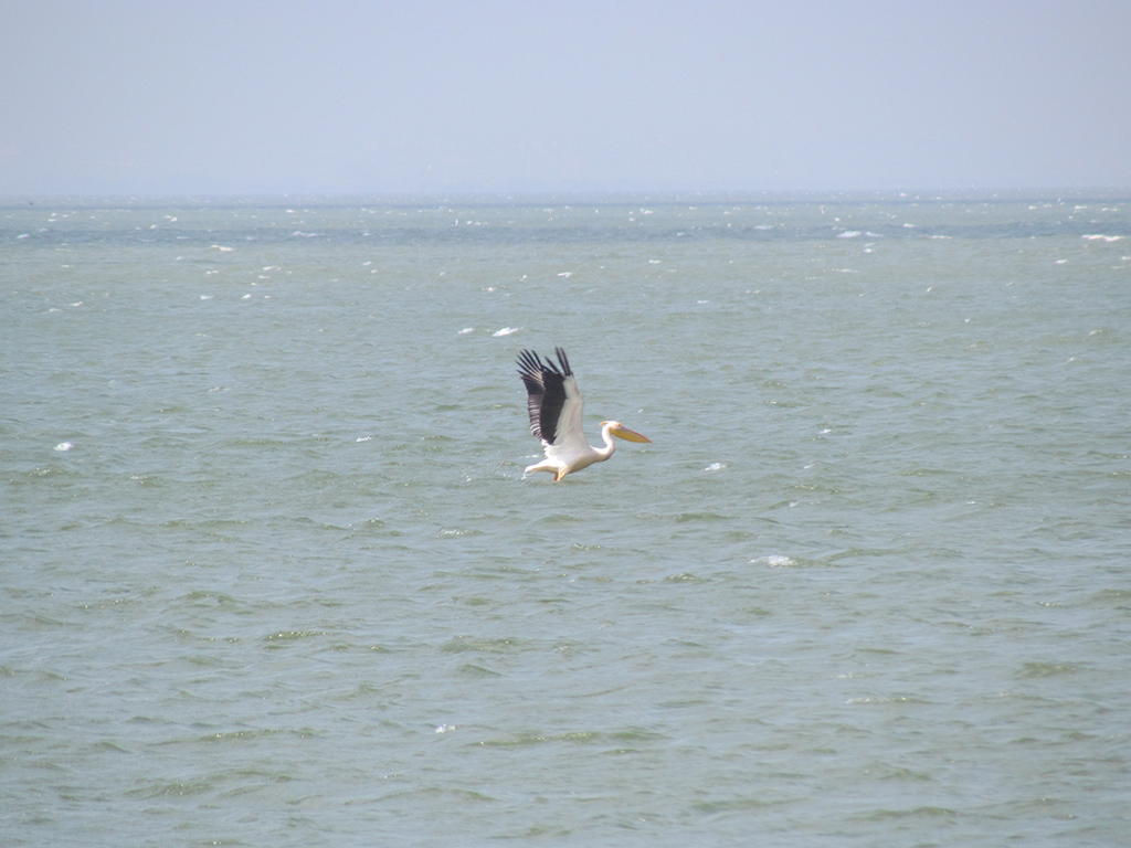 Great White Pelican