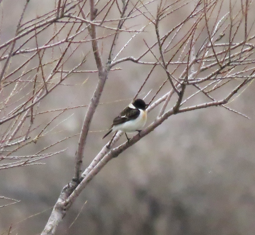 Siberian Stonechat
