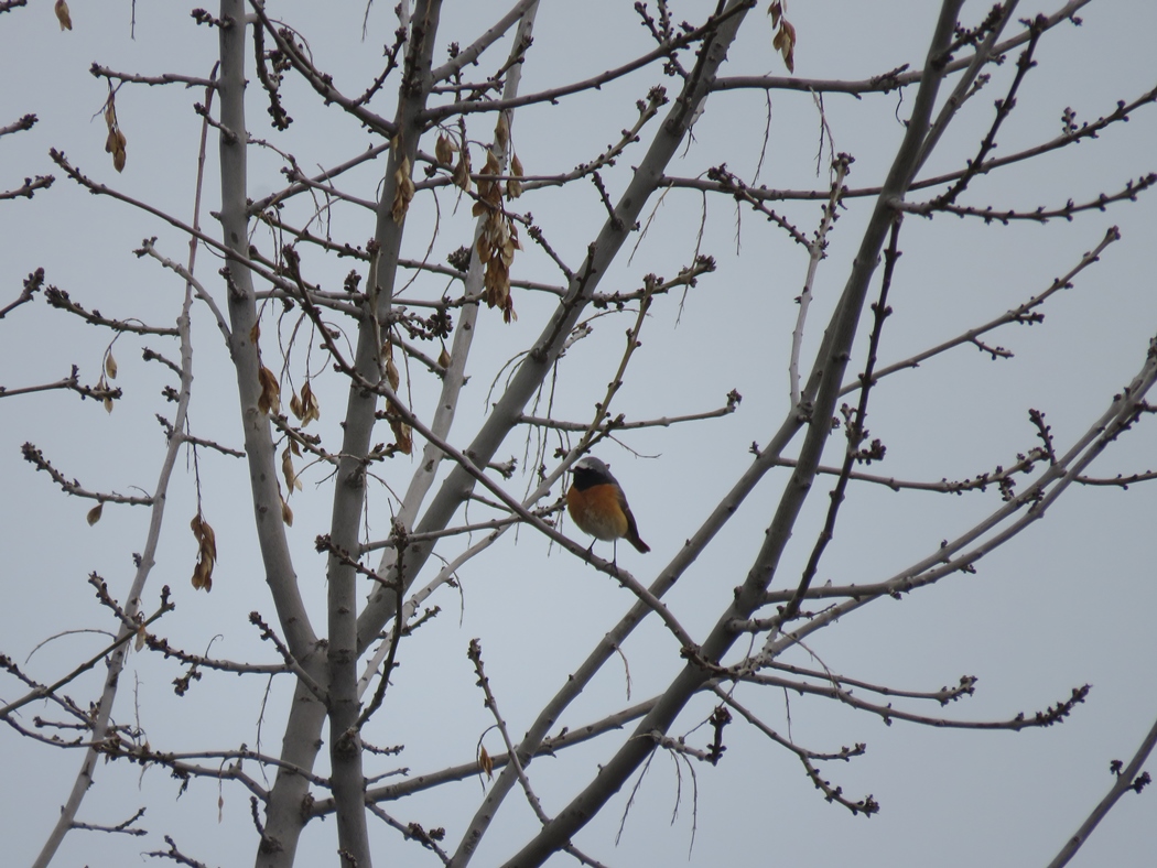 Common Redstart
