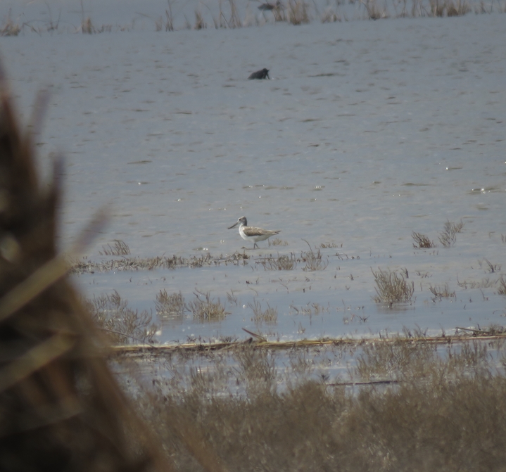 Common Greenshank