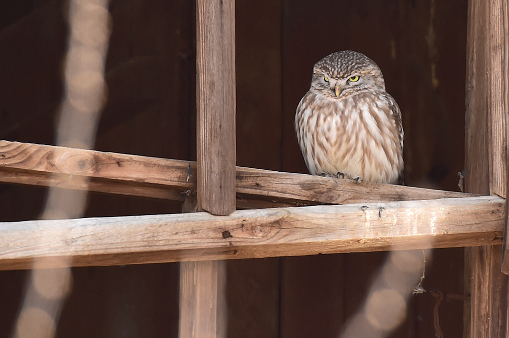 Little Owl