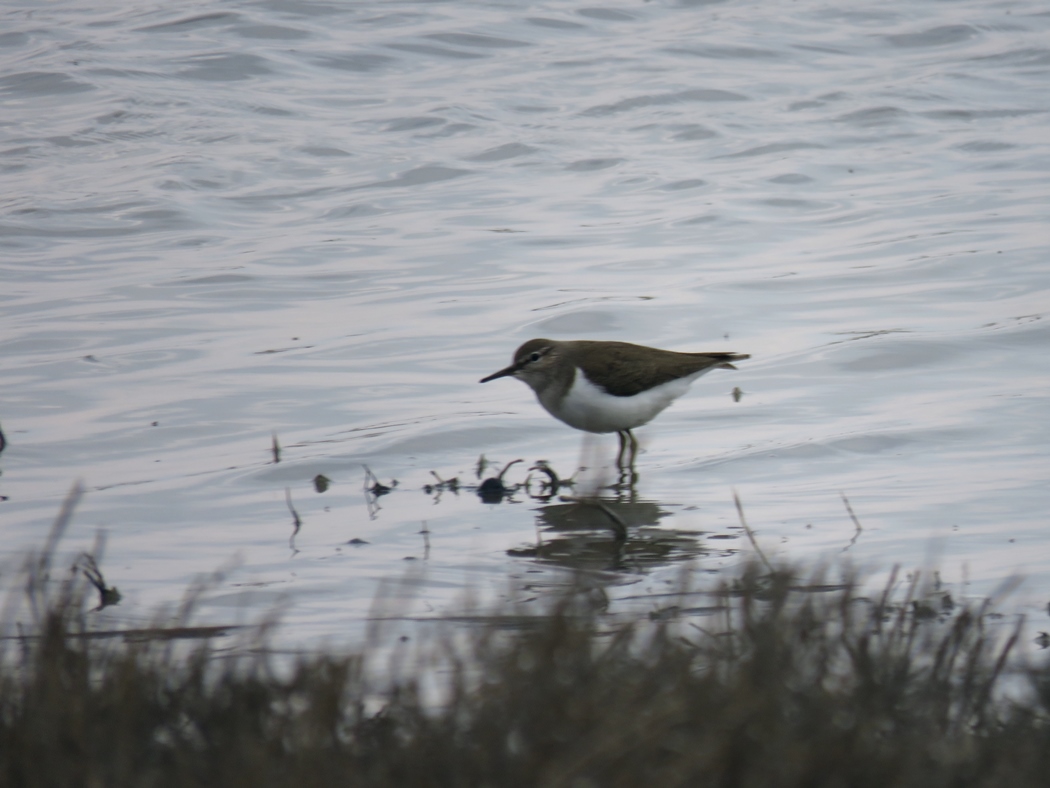 Common Sandpiper