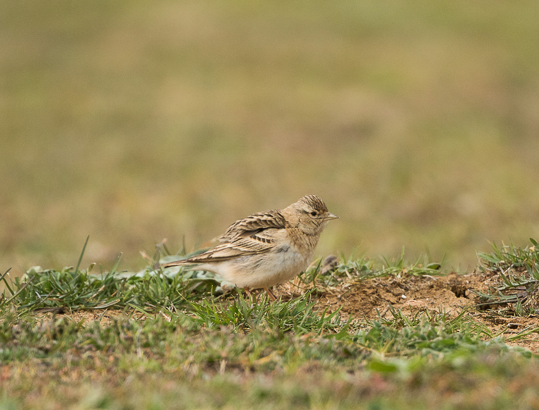 Greater Short-toed Lark