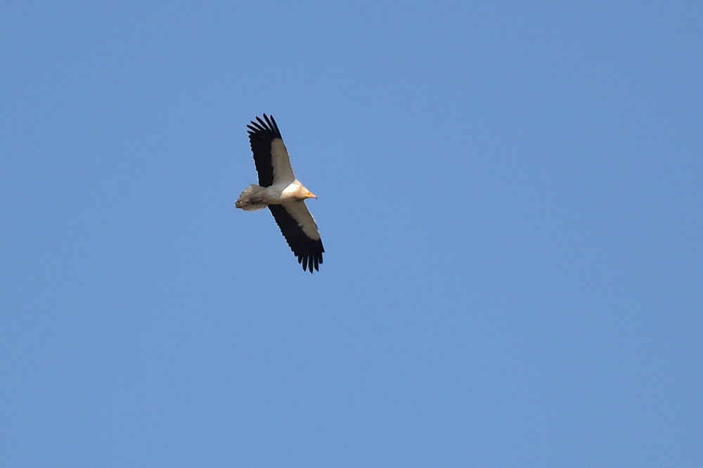 Egyptian Vulture