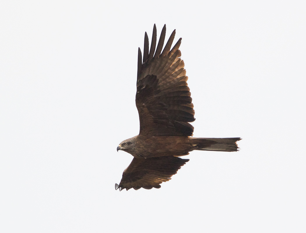 Black Kite