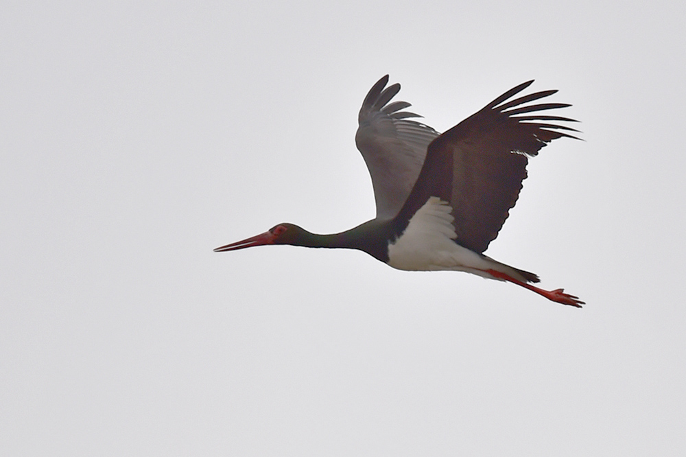 Black Stork