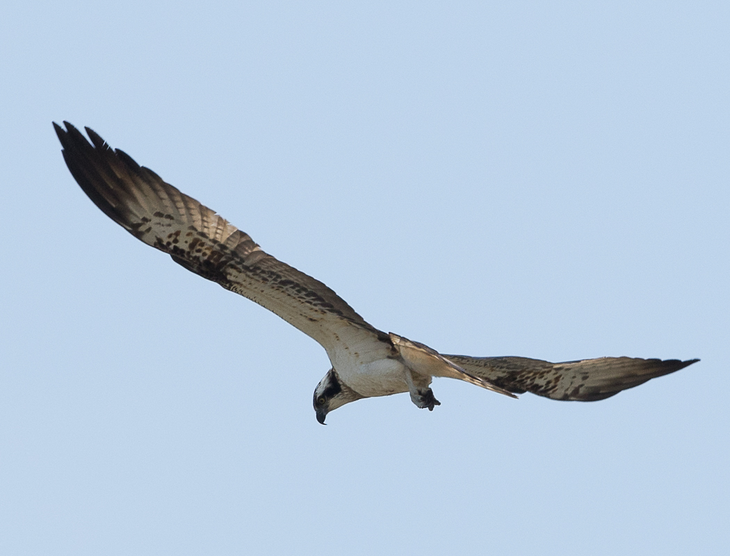 Osprey
