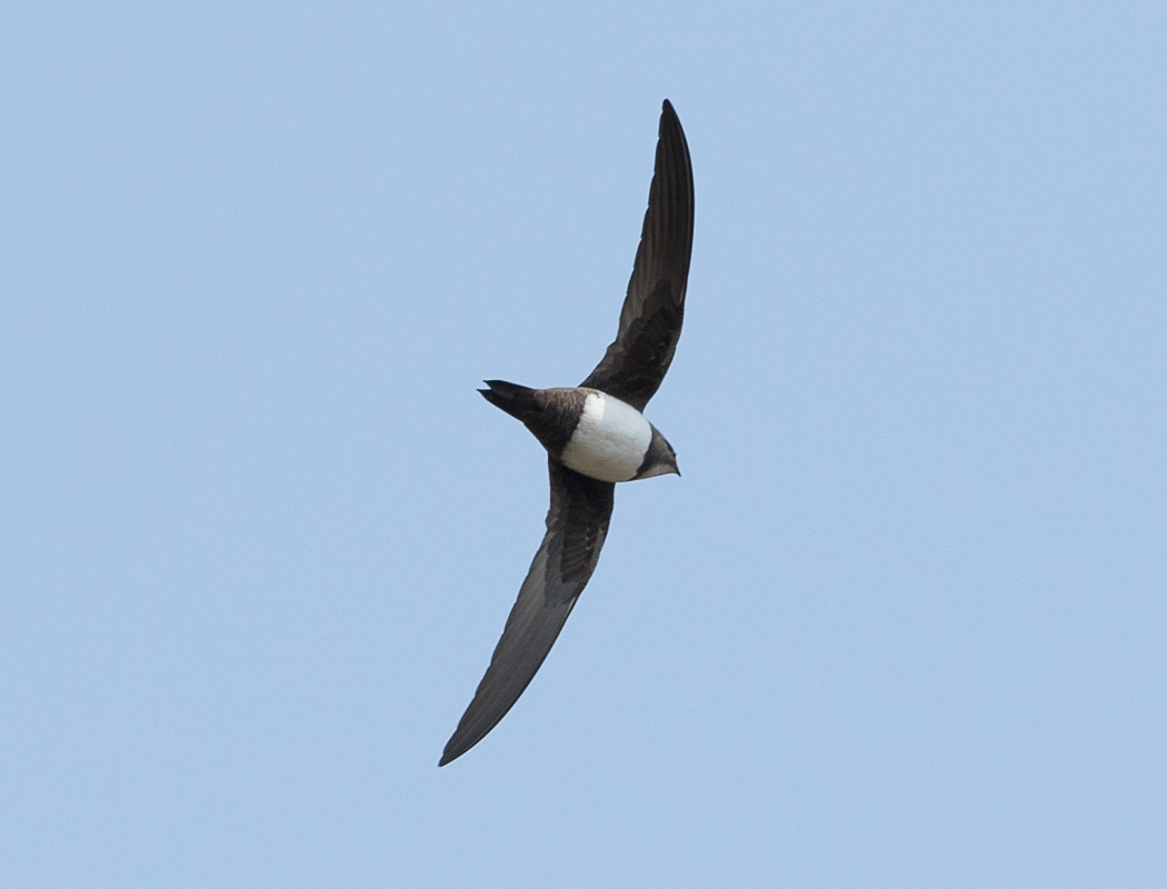 Alpine Swift