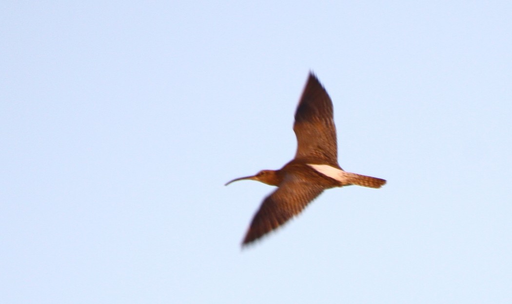Eurasian Whimbrel