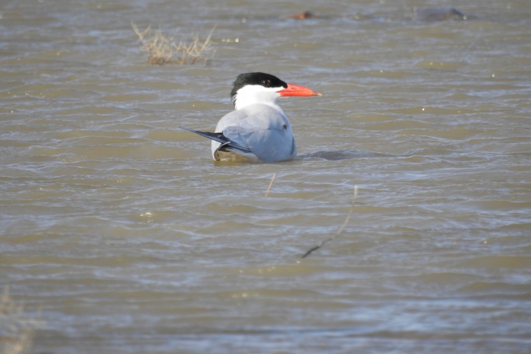 Caspian Tern