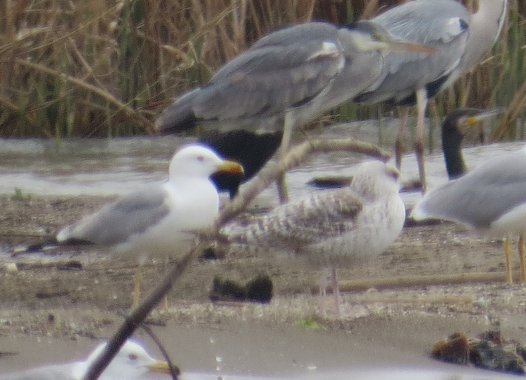 Caspian Gull