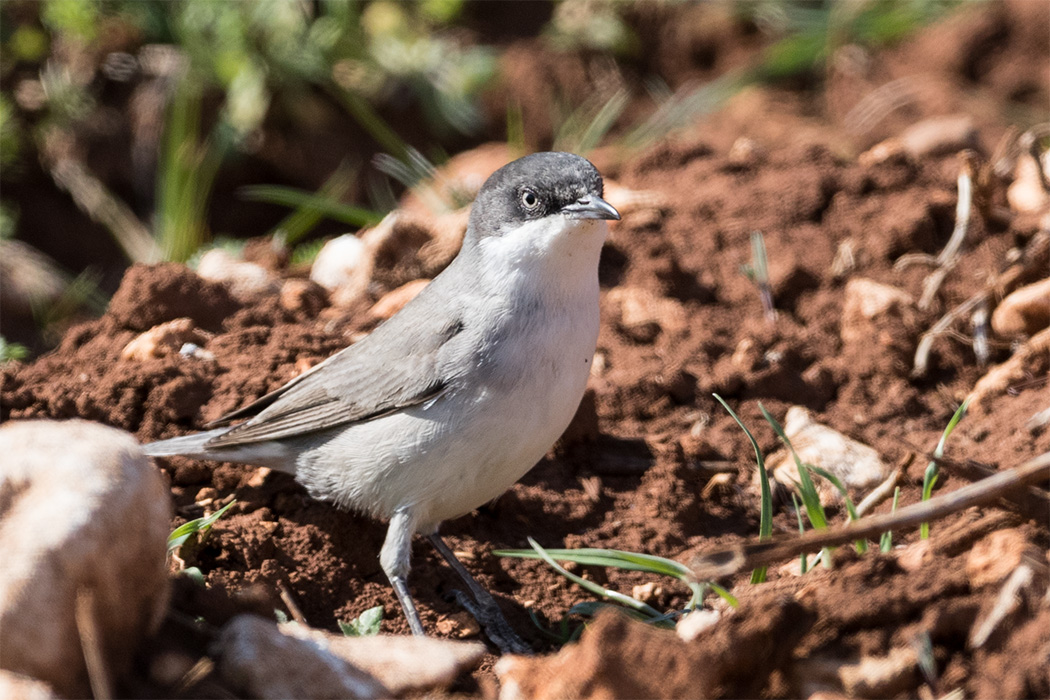 Eastern Orphean Warbler