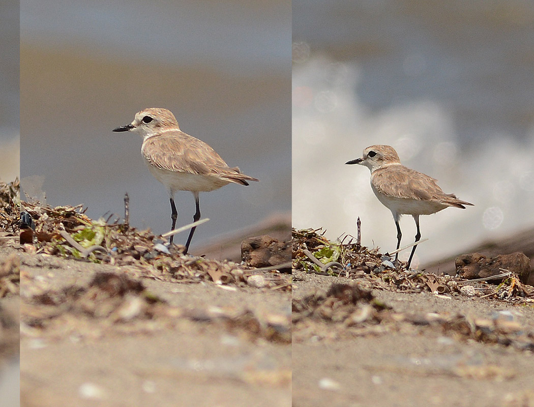 Greater Sand Plover