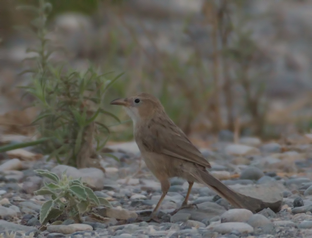 Iraq Babbler