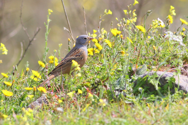 Cretzschmar`s Bunting
