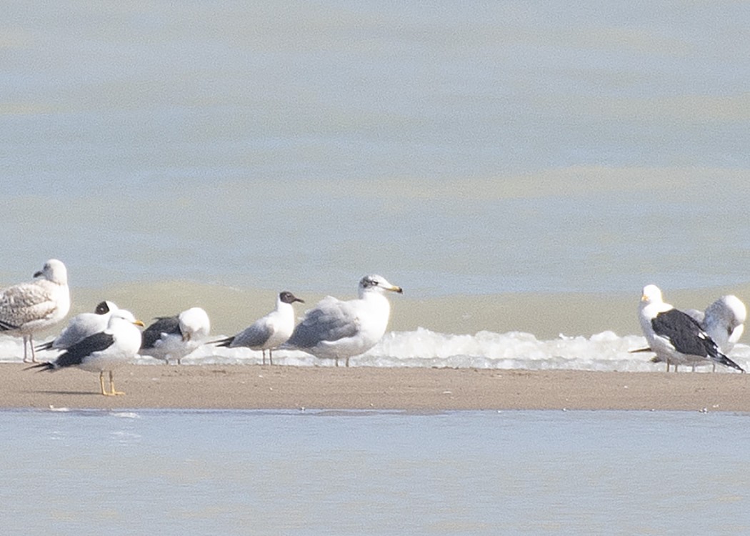 Pallas`s Gull