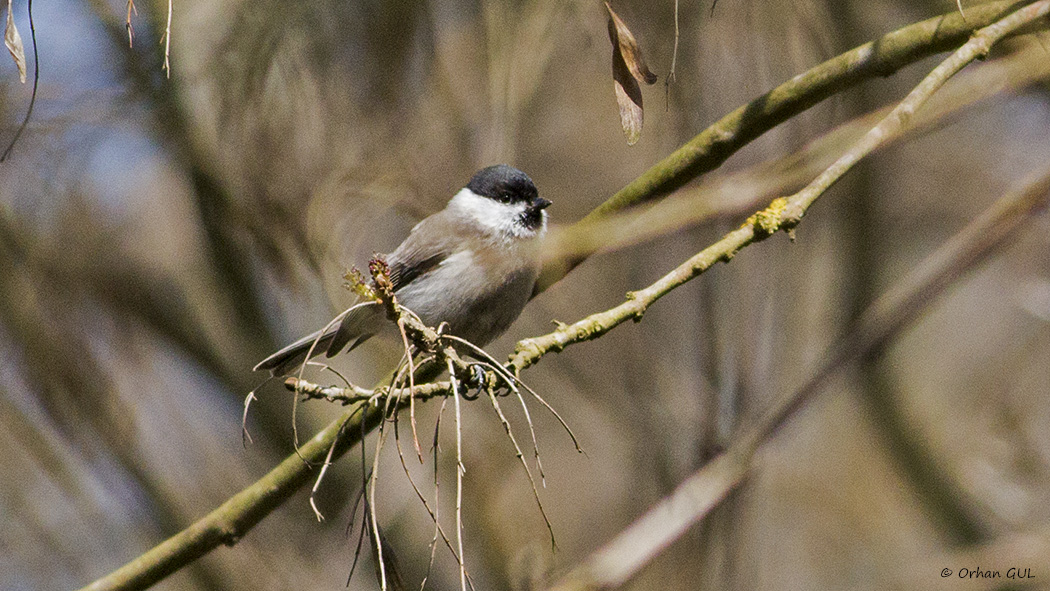 Marsh Tit