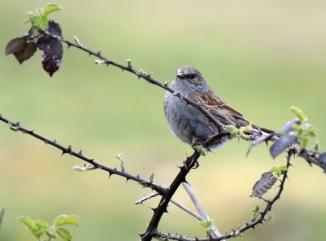 Dunnock