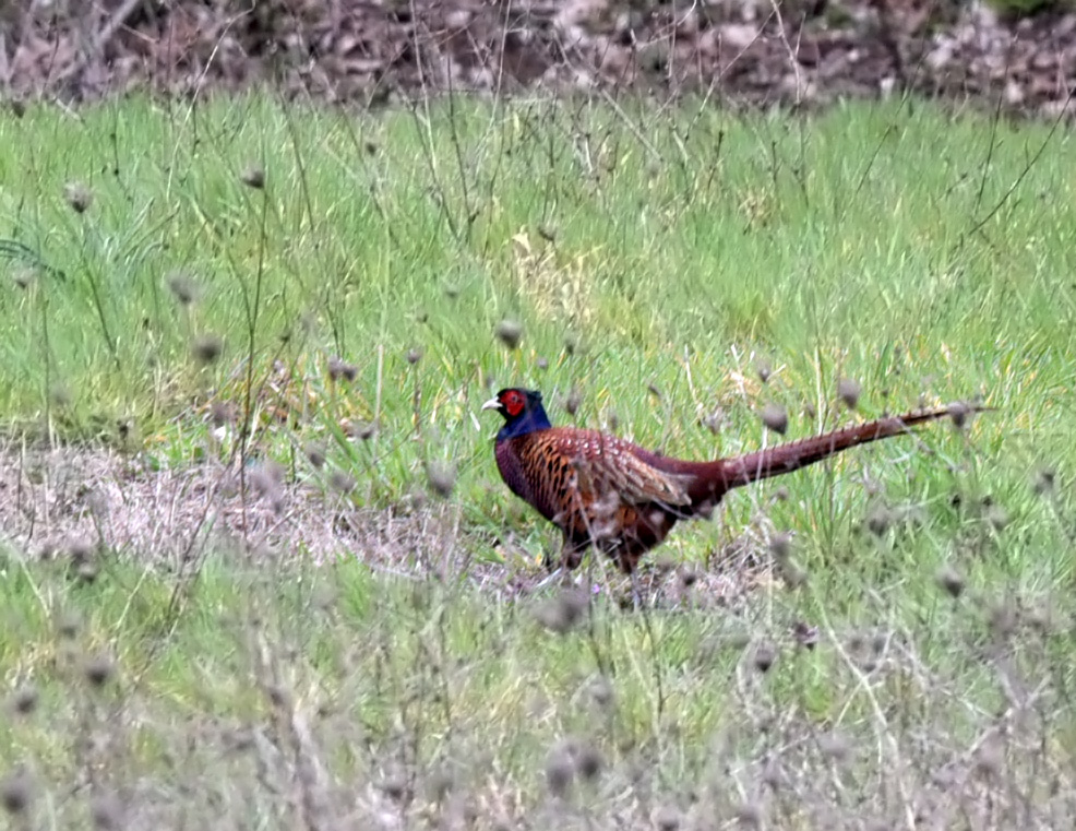 Common Pheasant