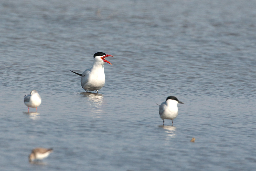 Caspian Tern