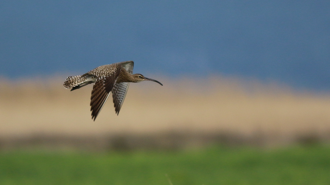 Eurasian Whimbrel