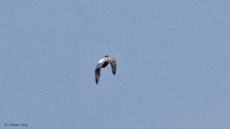 Rock Dove