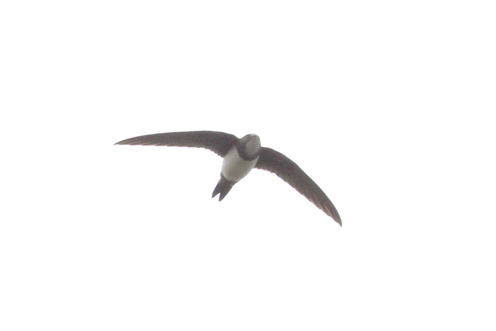 Akkarınlı Ebabil